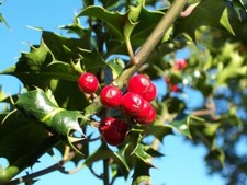 Potted Holly Ilex Aquifolium native plants saplings festive evergreen 20-30cm