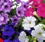 my_petunias_treasures