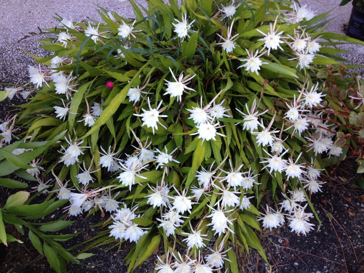 Cereus Night Blooming Cactus - LIVE ROOTED HEALTHY PLANT! 7-8+ Very  fragrant! | eBay