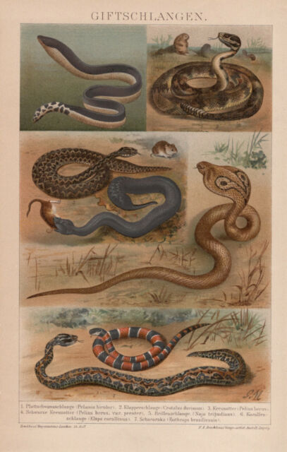 Serpenti Giftschlangen Kobra Kreuzotter Corallo Litografia Di 1894
