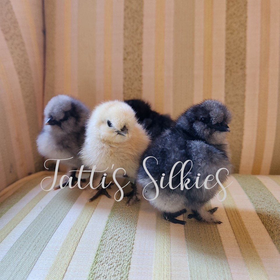 4+ Bantam Silkie Fertile Chicken Hatching Eggs Ready To Ship Variety Of