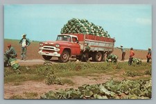 Cabbage Harvest—Rio Grande Valley TX Vintage Car Pickup Truck—Chevy? Texas Farm