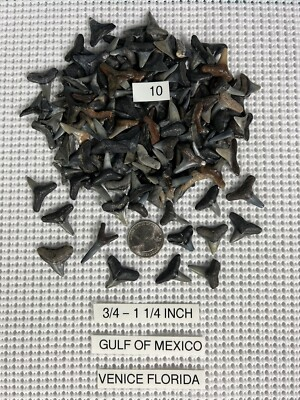 #ad #ad Lot of 10 fossilized 3 4 1. 1 4 inch shark teeth from Venice Florida GULF $34.99