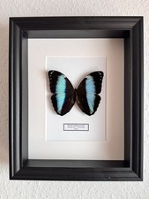 Echter exotischer Morpho Schmetterling präpariert Wanddeko Muttertag Insekt