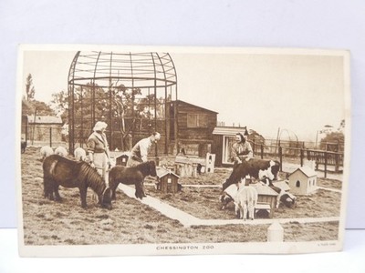 Chessington Zoo Tiergehege Postkarte Foto 30er Jahre Kalb Ponys Schafe Menschen