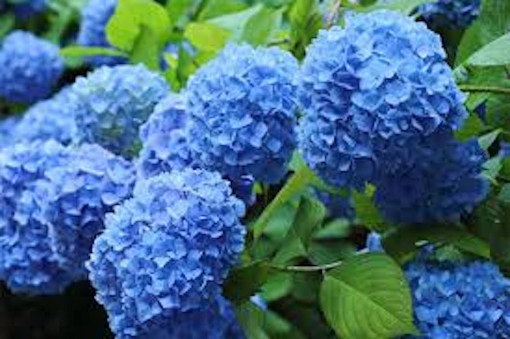 Blue Hydrangea Bush Old Fashioned Variety Hydrangea Macrophylla Plant  