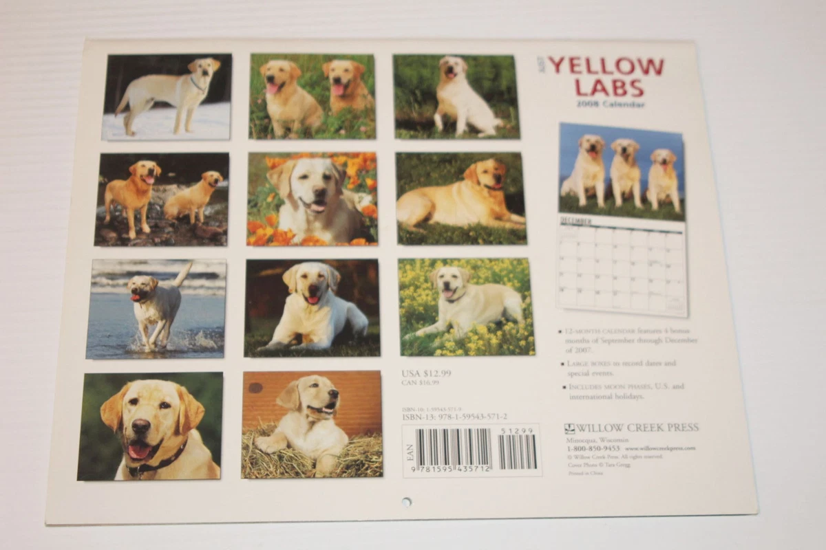 Vintage 2008 Just Yellow Labs Labrador Wall Calendar - Dogs, Retrievers  Photos | eBay