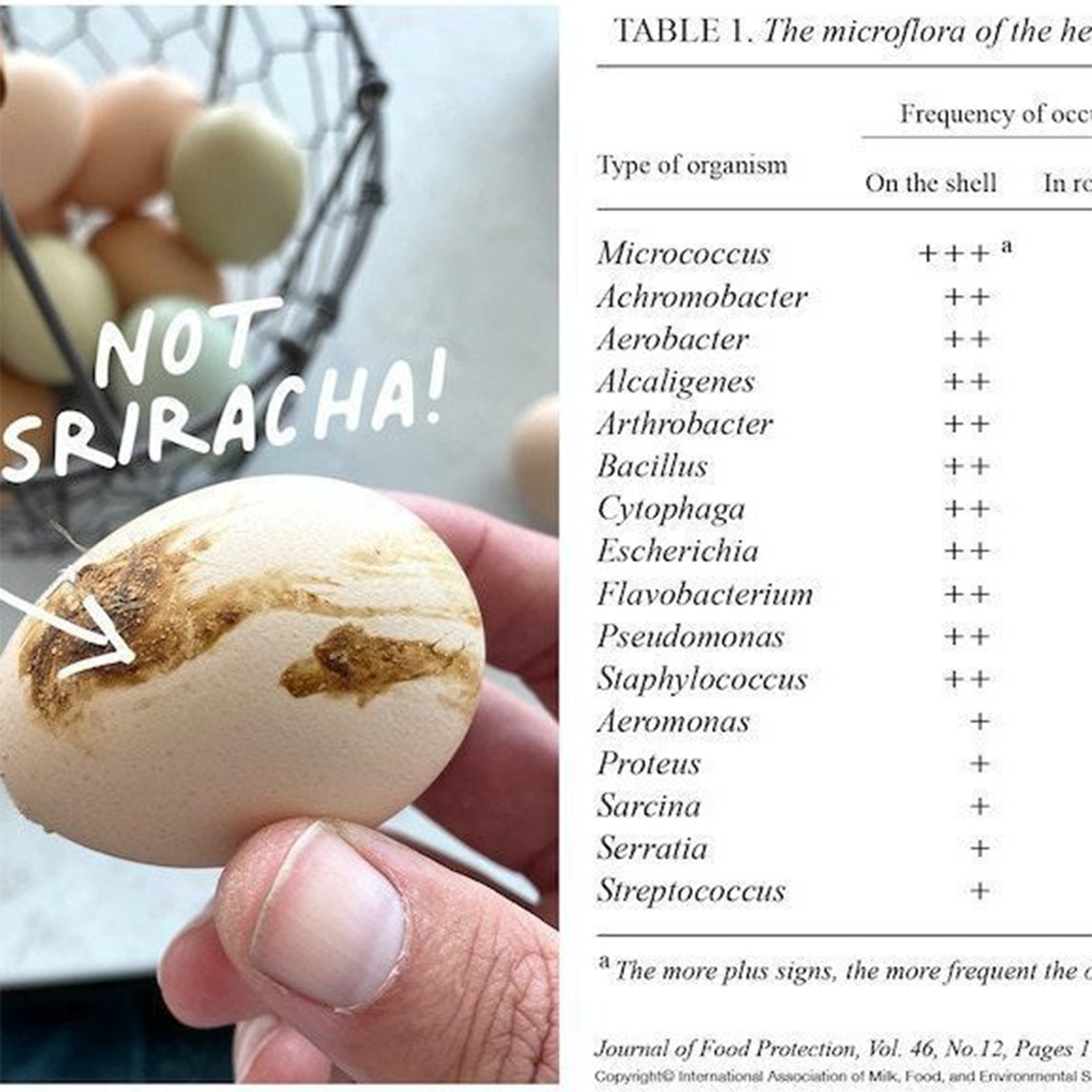 Egg Brush Washer Silicone Egg Brush for Cleaning Fresh Eggs Egg