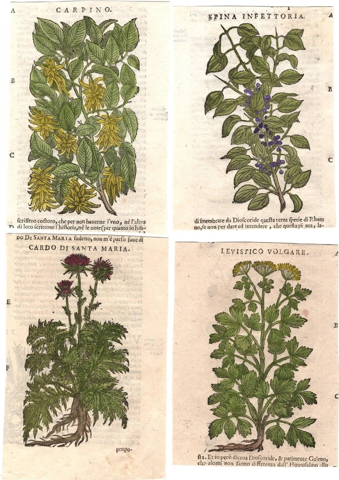 Stampe antiche ERBARIO MATTIOLI MATTHIOLI LOTTO 10 INCISIONI 1645 Antique print - Immagine 2 di 4