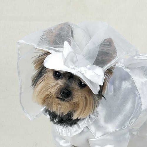 Dog WEDDING DRESS Veil Chiffon Overshirt Ruffled Neck & Collar Casual Canine - Picture 2 of 3
