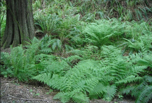 3 Lady Fern Athyrium filix-femina Wildflower garden Dormant Bare root crown