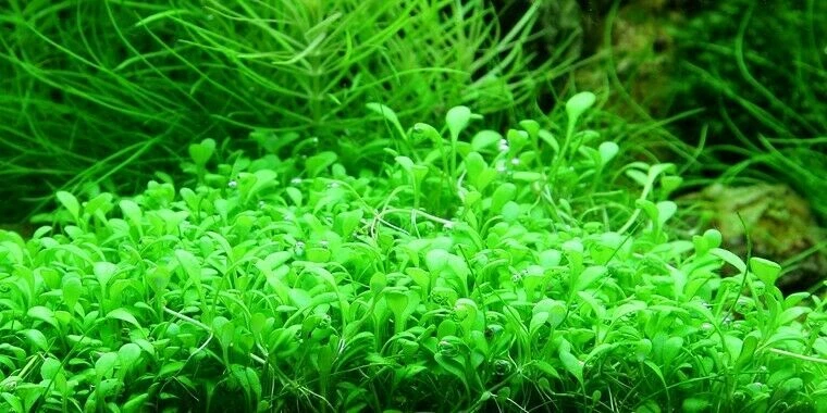 10x10 Glossostigma elatinoides Mat Live Aquarium Plants Aquatic planted tank - Image 2 of 4