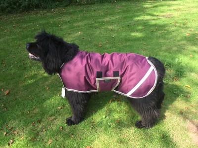 horseware dog coat