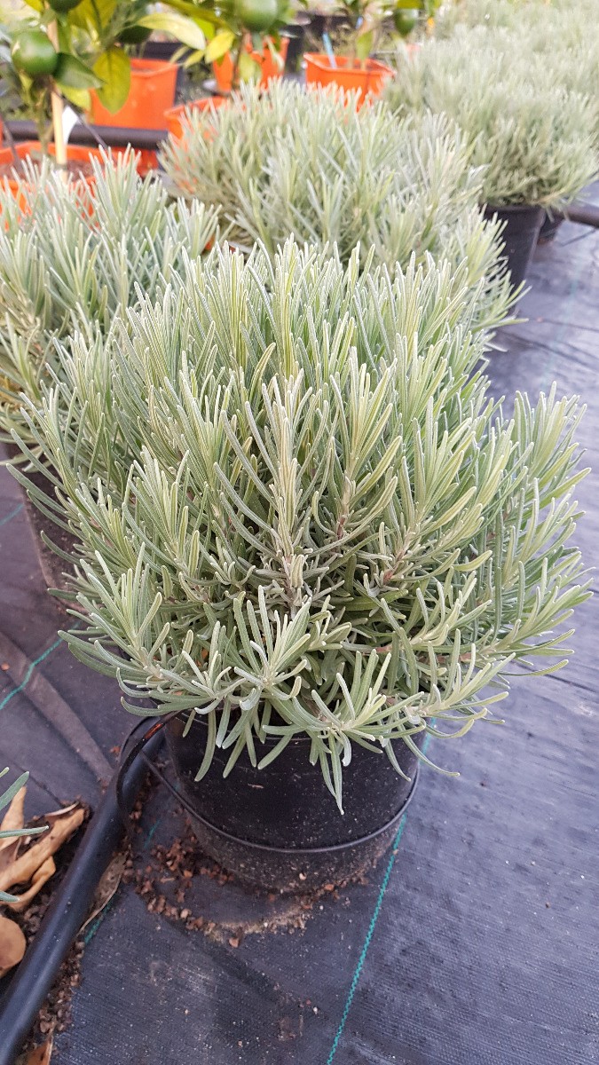 Lavande vraie Munstead en conteneur de 2L pour jardin et bordure