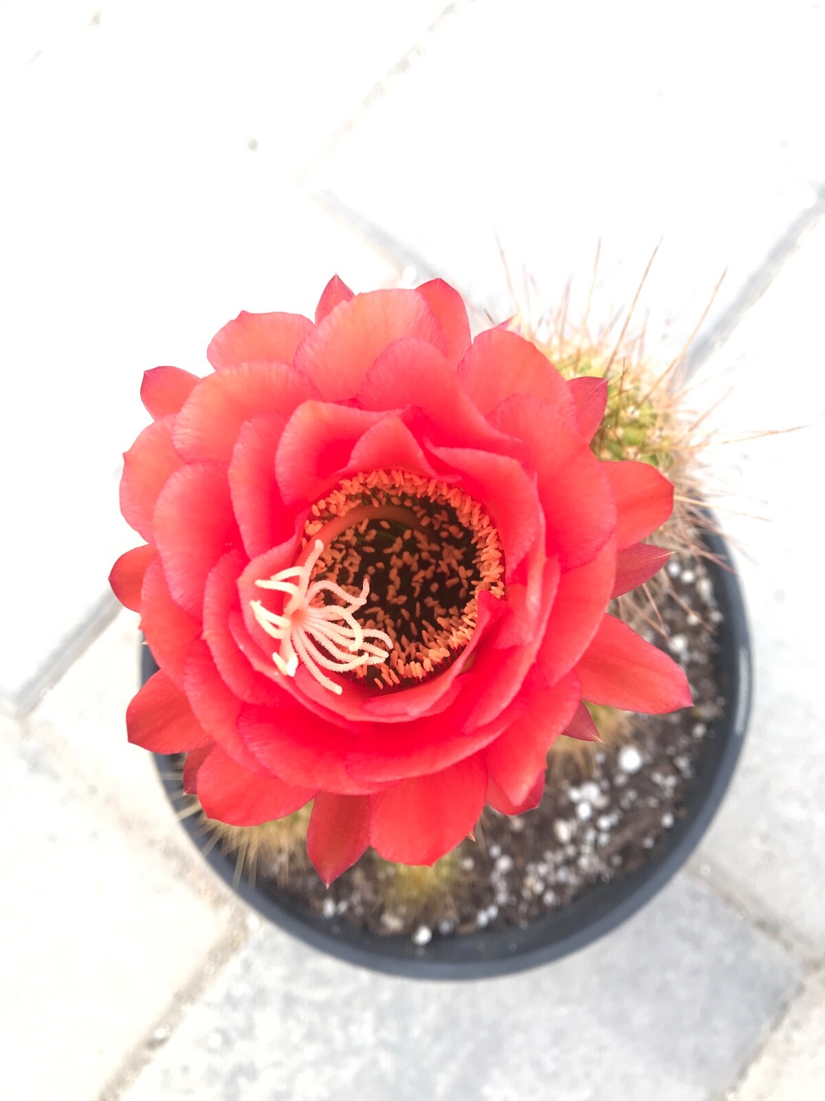 large, 6 heads Tricholobivia , Trumpet Flower Cactus "PINKY" G59 eBay