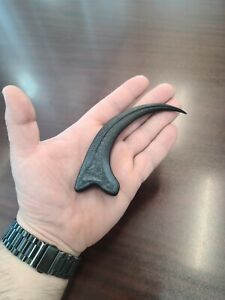 Velociraptor Claw replica | eBay