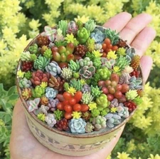 Rare Beauty Mini Succulents Seeds, Mixed 100pcs/pack