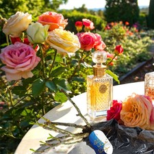 Perfume Rose Bush Plant Bare Root Hybrid Tea Fragrant Garden Flower Hardy Patio