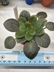 African Violet~Morgan’s Declan Duff! Miniature!~Starter — photo 2