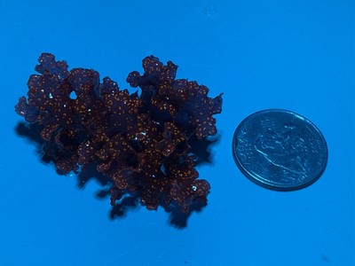 Atomic Broccoli Red Sparkle Macro Algae Saltwater Refugium Reef