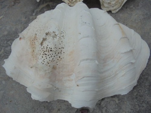 2 clam shells - Picture 4 of 9