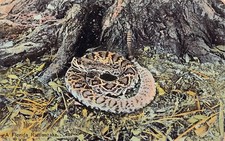 Florida diamondback Rattlesnake Snake Poisonous Reptile venomous Postcard B52