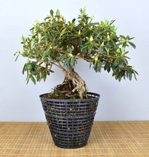 Bonsai Indoor, Indische Azalee (Rhododendron simsii) 26075 | Bonsai-Müller