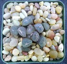 Haworthia Maughanii Seedling with Red Lenses — photo 3
