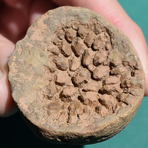 Coral Fossil Pleurodictyum amazonicum Bolivia Devonian Belen Formation - Picture 5 of 11