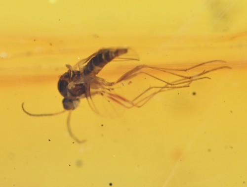 Gran pieza de 18,5 g de ámbar dominicano, mina Los CaCaos, inclusiones de insectos fósiles - Imagen 2 de 7