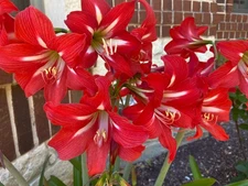 Hardy Amaryllis bulbs. St.Joseph's Lily. Red amaryllis bulbs. Freshly dug.