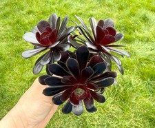 Black Rose Succulent Unrooted Cutting, Aeonium Schwarzkopf With 3 Flower Heads
