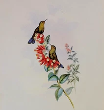 Gould Purple-Tail Hummingbird Vintage Illustration Bird Art Print Bookplate 193