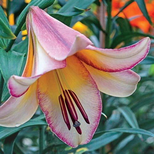BEIJING MOON ORIENPET LILY FLOWER BULBS HARDY 4-5 FEET TALL