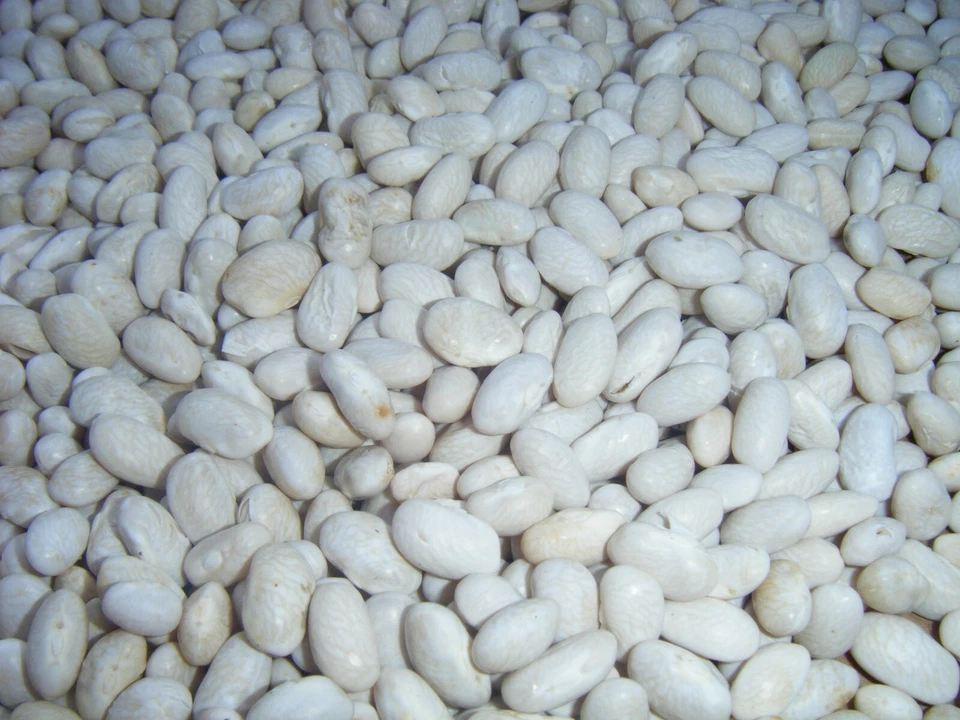 Más de 300 semillas de reliquia de frijoles grasos blancos Kentucky Cornfield 300+ enviadas por correo rápido Foto 4 de 4