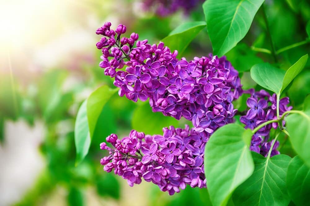 30 Purple Lilac Bonsai Seeds Grow Stunning Purple Blooming Bonsai