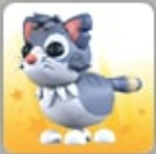 Gatto da vicolo | Adotta ora