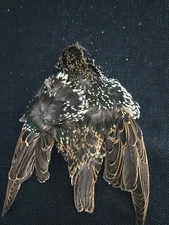 STARLING SKIN Cape Fly Tying Soft Hackle Wet Fly Feathers Materials