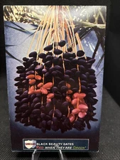 POSTCARD: Shields Black Beauty Dates X6