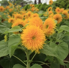 Teddy Bear Sunflower Seeds, Compact, Dwarf Sungold Sunflower, NON-GMO, FREE SHIP