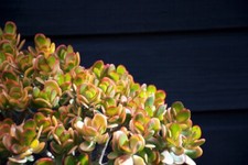 Crassula ovata   Jade Plant, This is for 2 Cuttings, 3 - 5" in length