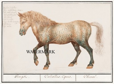 1590s Boodt Watercolor Natural History Emperor Rudolf II REPRO Horse Equus ferus