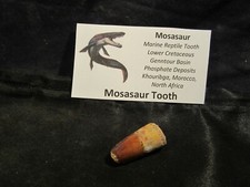 Dinosaur Bone Mosasaur Tooth Morocco, North Africa With Display Card MT A