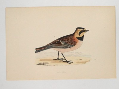 Shore Lark British Bird Print F O Morris A F Lydon c1870s Handcolored