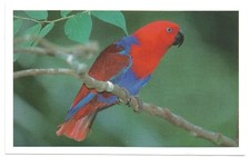 AUTOCOLLANT STICKER AUCHAN 2011 JUNGLEMANIA GRAND ECLECTUS FEMELLE N° 178  #CKDB