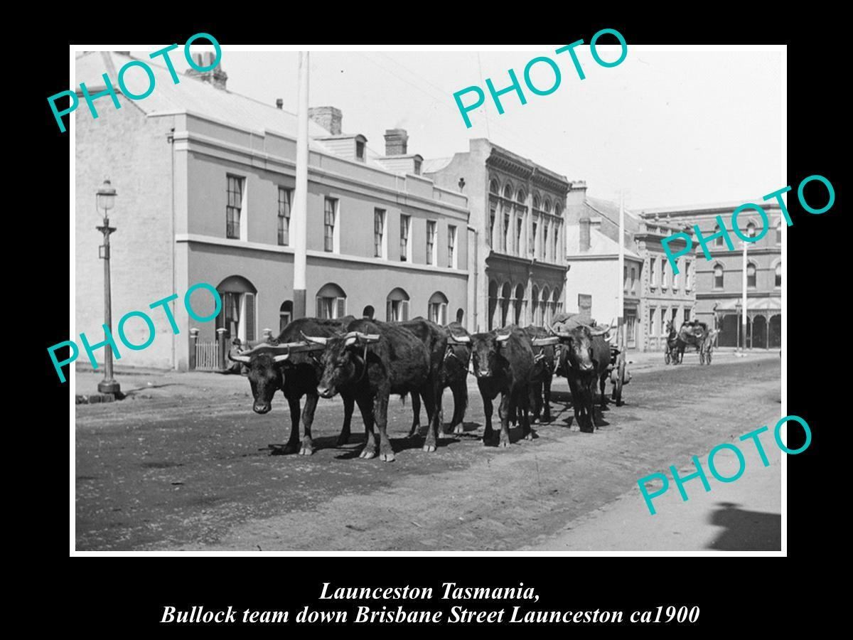 OLD 8x6 HISTORIC PHOTO OF LAUNCESTON TASMANIA BULLOCK TEAM IN BRISBANE