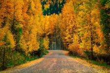 Landscape forest road Custom Gaming Mat Desk