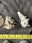Assorted Mixed Seashells Lot for Crafts & Decor (As Pictured) — photo 8
