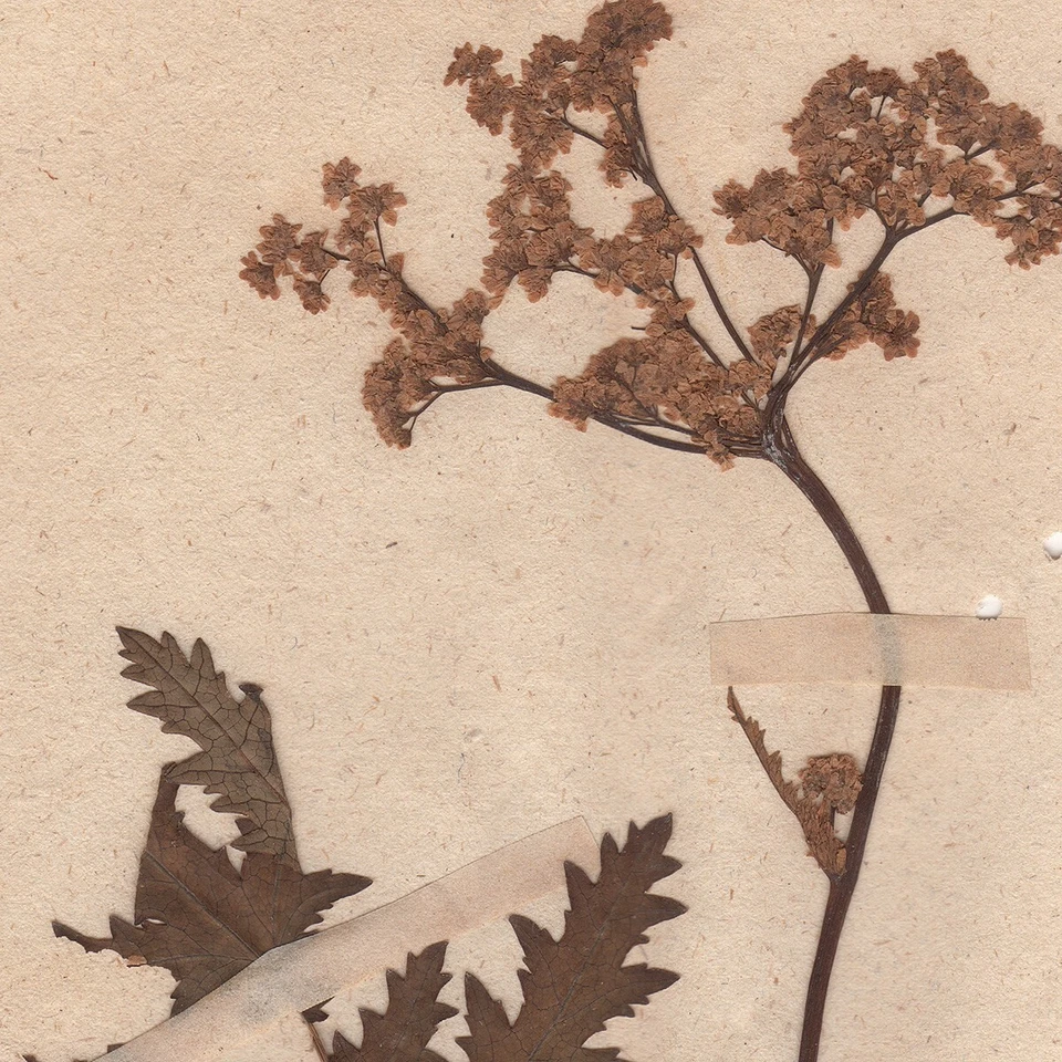 Antiguo espécimen científico de flor seca de herbario de 1790 #20 hoja de helecho Dropwort Foto 2 de 3