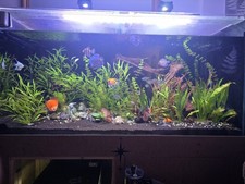 Large Aquarium, 160 UK Gallons! 5x2x2.7. Homemade Stand Built To Take The Waight